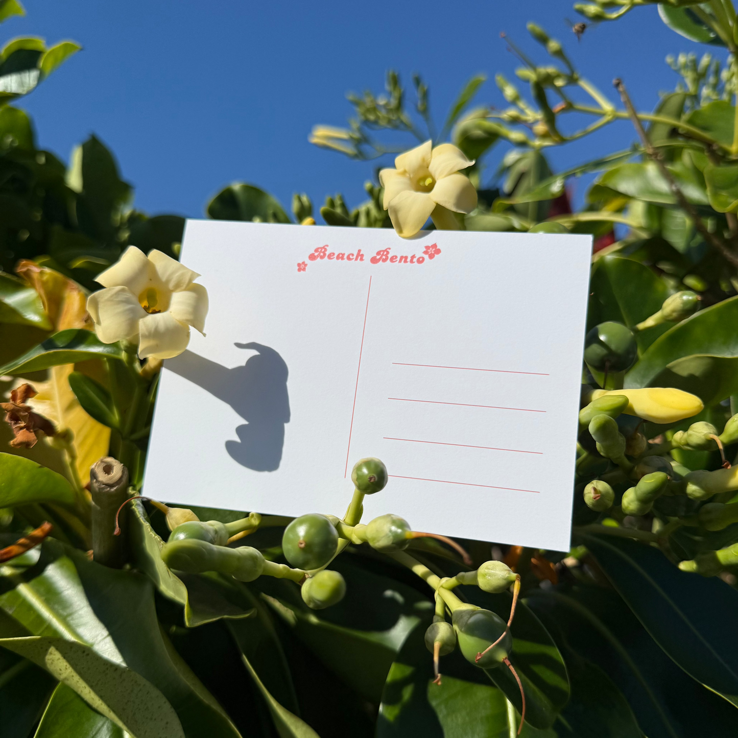 Let's Pick Pua Postcard